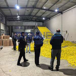 Ligne de production de séchage et de nettoyage de fleurs à haute performance avec sécheuse à bande en maille de chrysanthème - Product Image 1