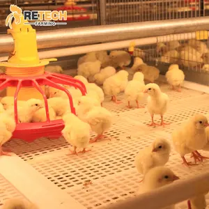 Cage de poulet pliable, nouvelle technologie, robuste, pour la croissance des animaux - Product Image 4