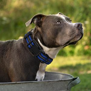 Conjunto de Correa y <span class=keywords><strong>Collar</strong></span> para Perro de Nailon Acolchado Suave, Ajustable, con Hebilla de Seguridad Resistente y Duradera, de Lujo, para Pasear - Product Image 5