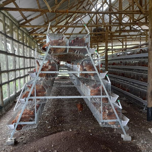Equipo automático <span class=keywords><strong>de</strong></span> jaula para <span class=keywords><strong>pollos</strong></span> avícolas para <span class=keywords><strong>pollos</strong></span> - Product Image 4