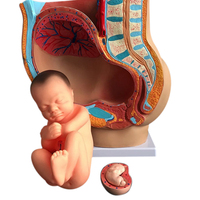 Pelvis anatomique féminin enceinte avec grossesse 9 mois bébé foetus modèle grandeur nature avec organes amovibles