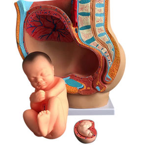 Pelvis femenina embarazada anatómica con embarazo Modelo de feto de bebé de 9 meses Tamaño real con órganos extraíbles - Product Image 3