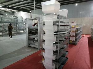 Gabbia <span class=keywords><strong>per</strong></span> <span class=keywords><strong>Quaglie</strong></span> di Alta Qualità Tipo H con Alimentazione Automatica <span class=keywords><strong>per</strong></span> Produzione di Uova - Product Image 6