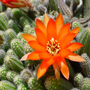 Yüksek kaliteli GMP standart <span class=keywords><strong>Hoodia</strong></span> Gordonii vakum paketlenmiş davul <span class=keywords><strong>Hoodia</strong></span> kaktüs özü gıda sınıfı toz özü - Product Image 2