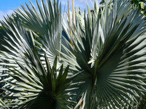 天然ソーパルメットエキス25%-<span class=keywords><strong>50</strong></span>% 脂肪酸粉末 - Product Image 3