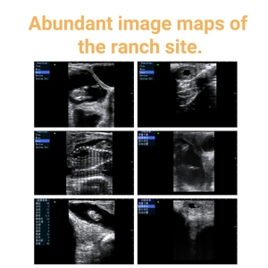 Ce certificado vaca Sonar ultrasonido Digital veterinario escáner ultrasónico portátil veterinario ovejas embarazo probador ganado - Product Image 4