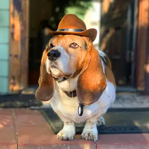 Kopfbedeckung Western Cowboy-Hut Hund kleiner Helm Grasgewebter Cowboy Haustierhut