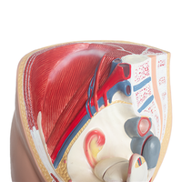 Modelo de Anatomía Pélvica Femenina y Sistema Reproductivo Urinario, Útero, Material PET, SMD07031