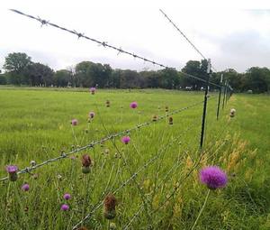 <span class=keywords><strong>Alambre</strong></span> <span class=keywords><strong>De</strong></span> <span class=keywords><strong>Puas</strong></span> /Arame Farpado 100M 200m 250m 360m 400m 500m Preco Para Brasil Perú Chile México Paraguay Uruaguay - Product Image 4