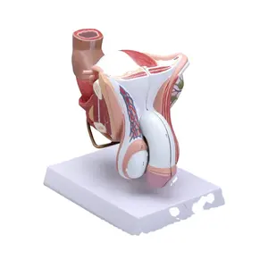 Modello di anatomia del sistema riproduttivo modello di organo genitale maschile