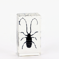 Insectes en Résine : Collection de Papillons et Insectes Réels Préservés, Poids de Papier, Spécimens d'Insectes, Artisanat en Résine, Spécimens Animaux