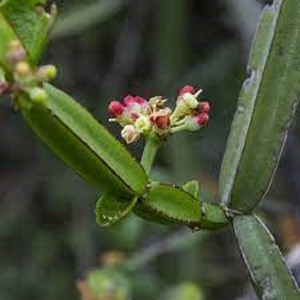 Best Quality Organic Astragalus Extract Cissus Quadrangularis (Hadjod) Powder <b>Fruit</b> Leaf Part Used India Best Price Supplements - Product Image 1