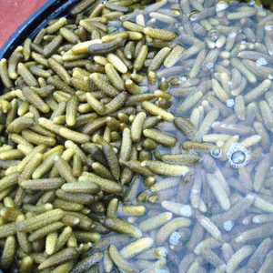 Exportateurs de cornichons marinés - Product Image 1