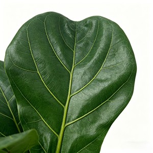 Árbol Artificial de Ficus Lyrata en Maceta Blanca para Decoración de Interiores, Hojas de Alta Simulación, Planta de Plástico - Product Image 6