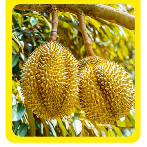 <span class=keywords><strong>Engrais</strong></span> à libération lente pour arbres fruitiers (durian) – Bâtonnets nutritifs pour compost, à base de plantes, de la marque Dao Jimei, pour jardin et <span class=keywords><strong>cour</strong></span> - Product Image 2