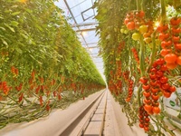 Serre agricole multi-chapiteaux en polycarbonate de grande taille pour la culture de tomates