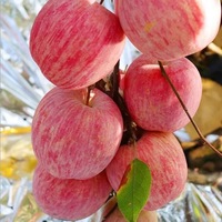 Pommes Fuji Fraîches OEM ODM pour Achat en Gros, Étiquette Personnalisée, Provenant de Notre Propre Plantation, Récolte Actuelle, Cultivateur du Shaanxi, Carton de 10kg