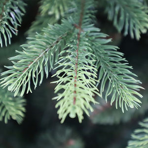 Vente en gros de simulation d'arbres de Noël de luxe nouveau design d'arbres de Noël de 7,5 pieds décoration de vacances d'arbres de Noël - Product Image 5