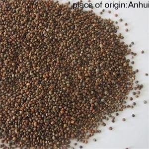 Mangime Naturale per Uccelli di Perilla Pura Biologica Direttamente dal Produttore con Processo di Essiccazione Avanzato - Product Image 5