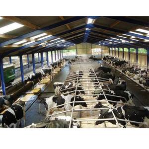 Piccolo Stalla Prefabbricata per Bestiame / Capannone per Mucche con Telaio in Acciaio Zincato e Materiali Metallici - Product Image 3