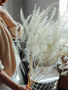 Vente en gros de fleurs séchées naturelles, vraies plantes, <span class=keywords><strong>fougère</strong></span> éternelle, feuilles de <span class=keywords><strong>fougère</strong></span> conservées pour la décoration intérieure - Product Image 3