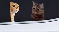 Personaliti créatif mignon drôle Meme chat cahier bagages voiture autocollants réutilisables PVC 1 an de garantie expression surprise