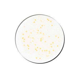 เจเนเบลล์ พีดีอาร์เอ็น วิต้า โทนนิ่ง แอมพูล เซรั่มบำรุงผิวหน้าจากเกาหลี พีดีอาร์เอ็น สกินแคร์ เซรั่มลดเลือนริ้วรอย เซรั่มเพิ่มความกระจ่างใส แอมพูลบำรุงผิวชุ่มชื้น - Product Image 4