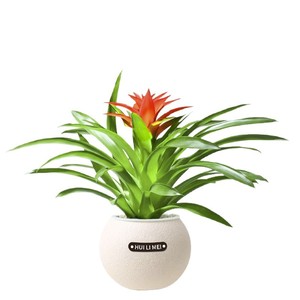 Arbre à Argent Pothos : Plantes Hydroponiques à Faible Entretien - Auto-Arrosantes, Compactes, pour Intérieur, Style Luxe, Ambiance Premium - Product Image 5