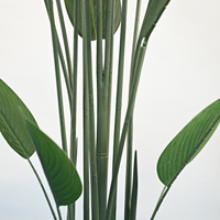 Lys artificiel en canna de 140 cm, 2 sections, haute qualité, 20 feuilles de soie détachables, plante verte artificielle pour la décoration de la maison, de l'hôtel ou du hall.