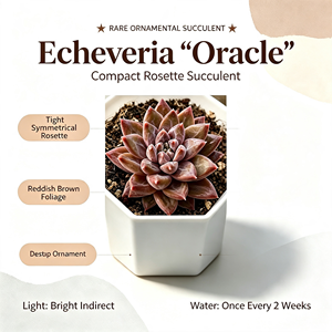 Plante succulente Echeveria <span class=keywords><strong>Oracle</strong></span> Compact Rosette, feuillage violet mat, faible consommation d'eau, pour aménagement de jardin, patio, cour et bureau - Product Image 1