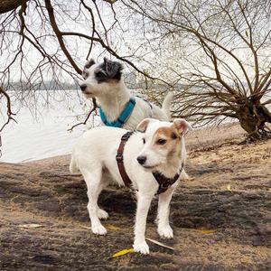 2024年卸売ステップインパッド入りH型犬用ハーネスメーカー、ロゴと色をカスタマイズ可能、ペット犬用調節可能なハーネスベスト - Product Image 3