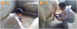 Mesin USG Genggam untuk Diagnosa Kebuntingan Hewan, Mesin <span class=keywords><strong>Ultrasound</strong></span> Babi - Product Image 5