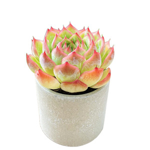 Small Potted Office Succulent Multi-meat Combination <strong>Plant</strong>-Novice-Friendly <strong>Good</strong> Feed General Purpose China Origin - Product Image 5