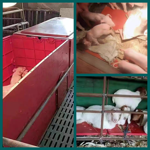 Plaque chauffante électrique pour porcelet mouton coussins chauffants en plastique-acier pour porc tapis de sol rouge coussin chauffant pour animaux - Product Image 4