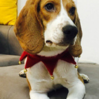 Écharpe de Noël pour animaux de compagnie en velours doux avec clochette, accessoire réglable à nouer, ornement de Noël et du Nouvel An