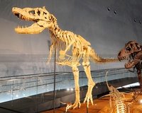 Répliques de squelettes de dinosaures en fibre de verre grandeur nature, fabriquées à la main, pour musée