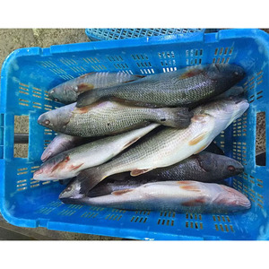 <span class=keywords><strong>Poisson</strong></span> Rouge Congelé IQF à <span class=keywords><strong>Prix</strong></span> Abordable, Qualité A+, Tailles 700-2000g, Origine Mer de Chine, Vente en Gros, Fruits de Mer Taisheng - Product Image 6