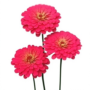 Semillas de Zinnia Híbridas F1 Premium, Alta Germinación, Colores Mezclados, para Cultivo Comercial y Jardín Doméstico - Product Image 6
