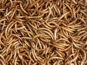 Minhocas secas seca microondas secas mealworms para galinha - Product Image 6