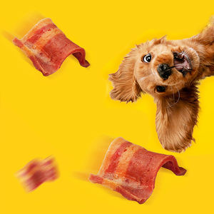 Distributeur de nourriture et de friandises pour animaux OEM ODM de Chine Fabricant de gros Récompense de formation Canard au poisson et bacon Snack pour animaux de compagnie chat et chien - Product Image 3