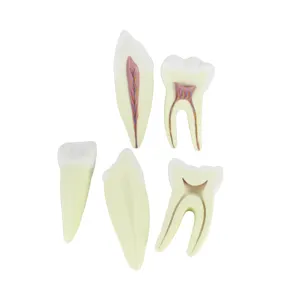 12X Enlarged Tooth Anatomical Model For Incisors Canines And Molars