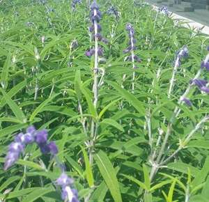 สารสกัดจาก <span class=keywords><strong>Coleus</strong></span> forskohlii สารสกัดจาก <span class=keywords><strong>forskohlin</strong></span> - Product Image 6