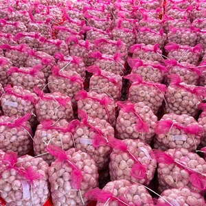 Ajo Fresco, Ail Fresco, Alho Fresco, Ajo Blanco Fresco, Ail Fresco Liliáceo, Precio al por Mayor, Marca Óptima - Product Image 2