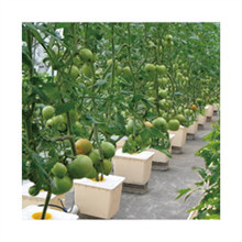 ระบบ Aquaponics อุปกรณ์การเกษตรถัง<span class=keywords><strong>ดั</strong></span>ตช์ผักและปลา - Product Image 2