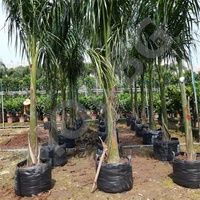 Hokbg Boerderij Kwekerij Kweekzak Boom Zaailing Pot Voor Plantentuin Grote Plantenbak Voor Koninklijke Palm