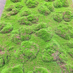 Tapis de mousse en plastique pour gazon artificiel vert, plantes réalistes vernies aux UV, mur de jardin, sol de paysage - Product Image 5