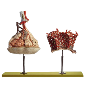 ADA-A431 Gran Oferta: Modelo de Enseñanza Médica de Lobulo Pulmonar de Tamaño Real (150x) con Alveolos Pulmonares Anatómicos (1000X) Adicionales - Product Image 1