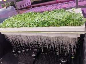 מותאם אישית גודל לשימוש חוזר סיליקון רשת מחצלת עבור הידרופוני צמח שתילי עבור microgreens מגשי malla דה silicona - Product Image 4