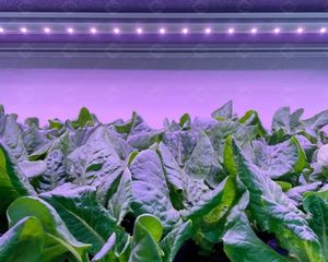 Smart Freight Farm de la Chine Grand conteneur d'expédition de 40 pieds avec jardin vertical hydroponique vert à feuilles Microgreen - Product Image 3