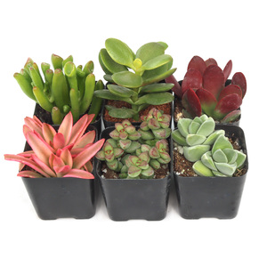 Plantas Suculentas <span class=keywords><strong>Crassula</strong></span> Tipo Jade Vivas en Macetas con Diversas Formas de Follaje, Ideales para Exhibiciones en Contenedores y Regalos de Suculentas - Product Image 1